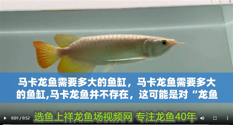 馬卡龍魚需要多大的魚缸，馬卡龍魚需要多大的魚缸,馬卡龍魚并不存在，這可能是對“龍魚”的誤稱