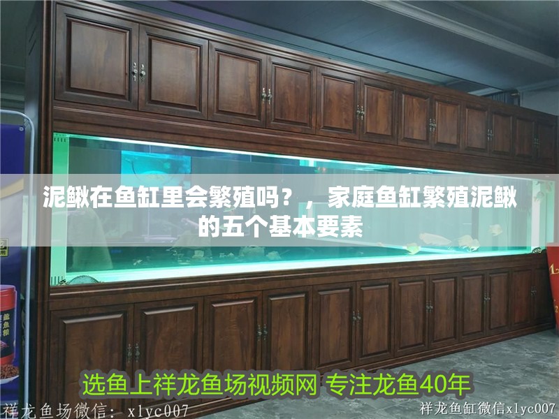 泥鰍在魚缸里會繁殖嗎？，家庭魚缸繁殖泥鰍的五個基本要素