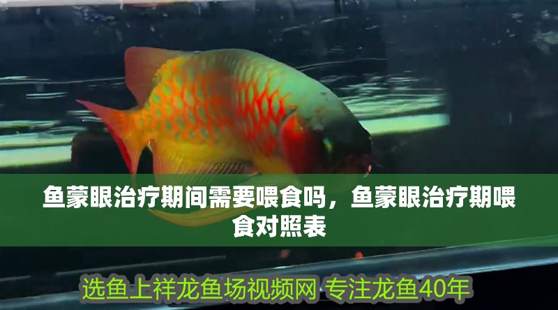 魚蒙眼治療期間需要喂食嗎，魚蒙眼治療期喂食對照表