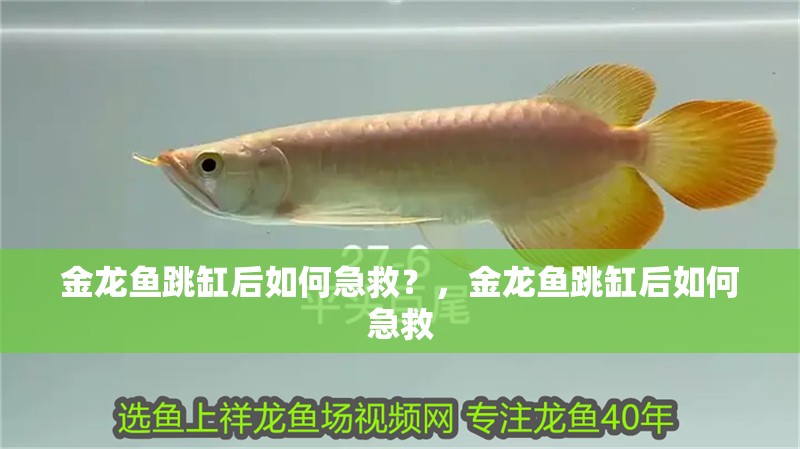 金龍魚跳缸后如何急救？，金龍魚跳缸后如何急救
