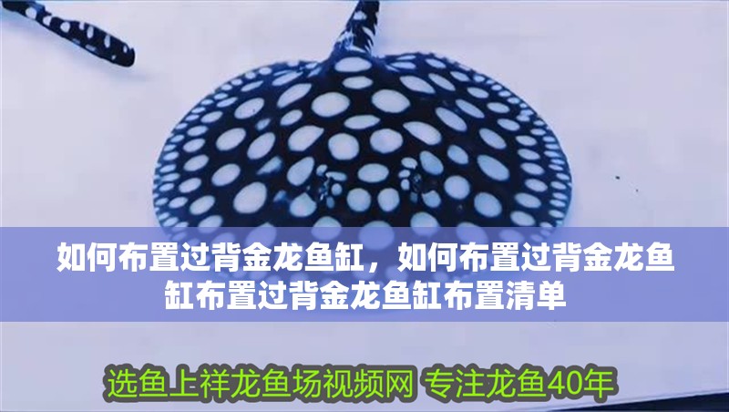如何布置過背金龍魚缸，如何布置過背金龍魚缸布置過背金龍魚缸布置清單