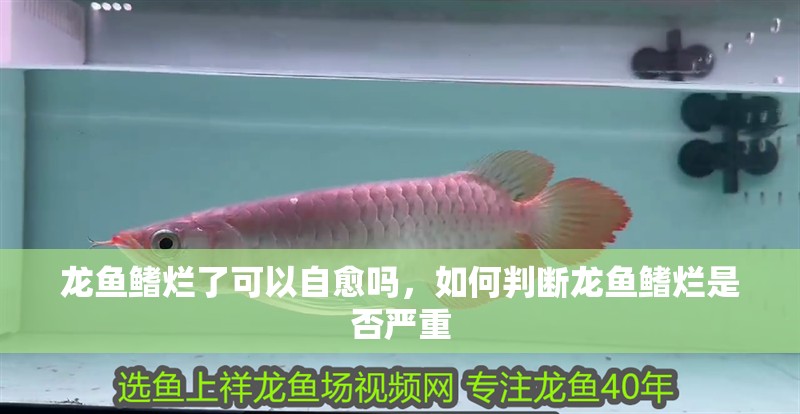 龍魚鰭爛了可以自愈嗎，如何判斷龍魚鰭爛是否嚴重