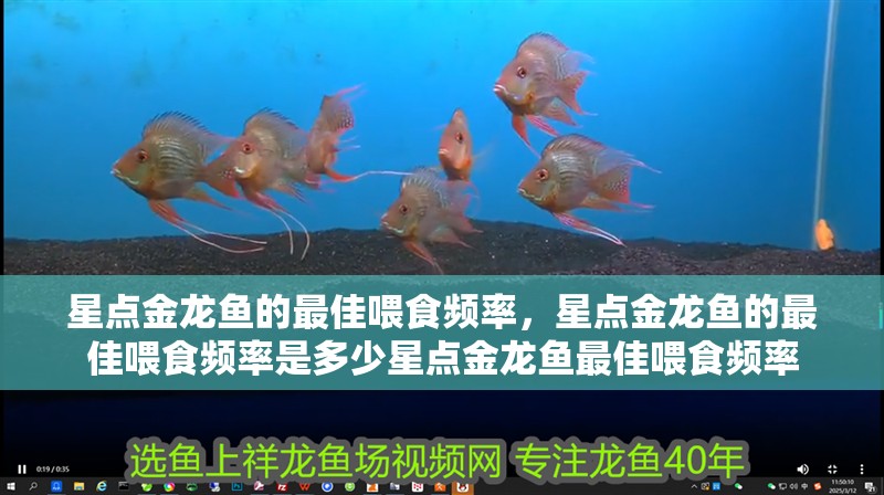 星點(diǎn)金龍魚(yú)的最佳喂食頻率，星點(diǎn)金龍魚(yú)的最佳喂食頻率是多少星點(diǎn)金龍魚(yú)最佳喂食頻率