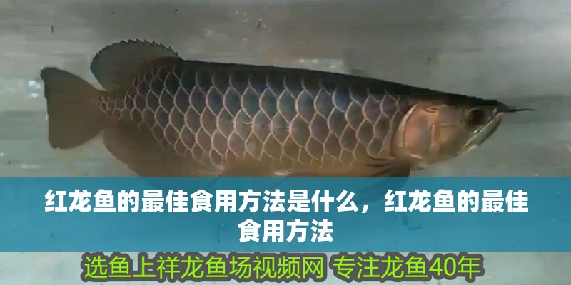 紅龍魚的最佳食用方法是什么，紅龍魚的最佳食用方法