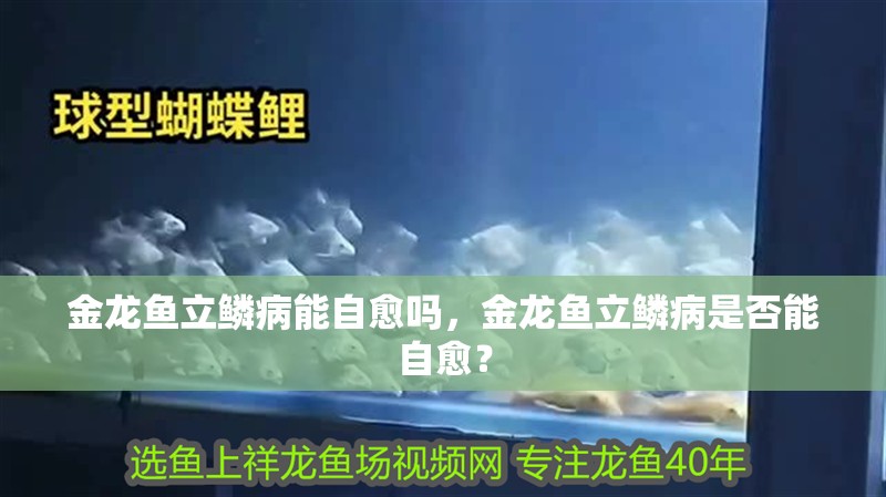 金龍魚立鱗病能自愈嗎，金龍魚立鱗病是否能自愈？