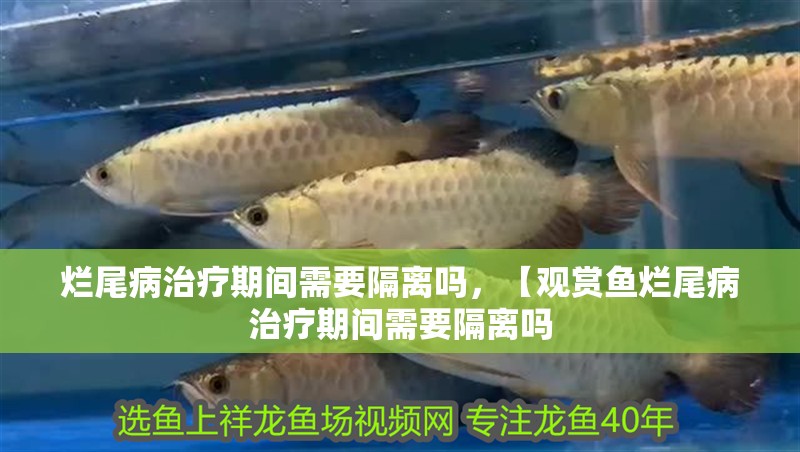 爛尾病治療期間需要隔離嗎，【觀賞魚爛尾病治療期間需要隔離嗎