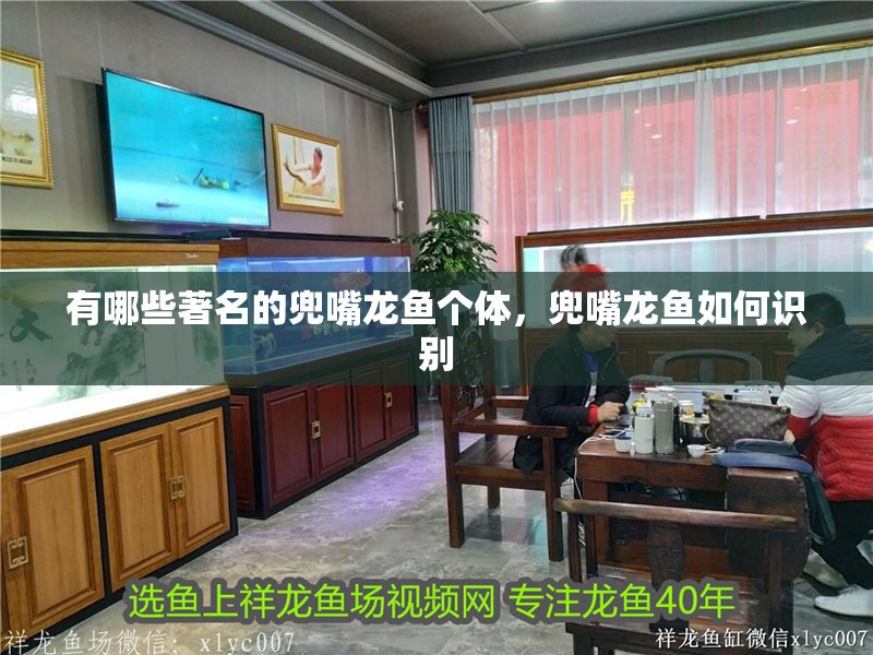 有哪些著名的兜嘴龍魚個體，兜嘴龍魚如何識別