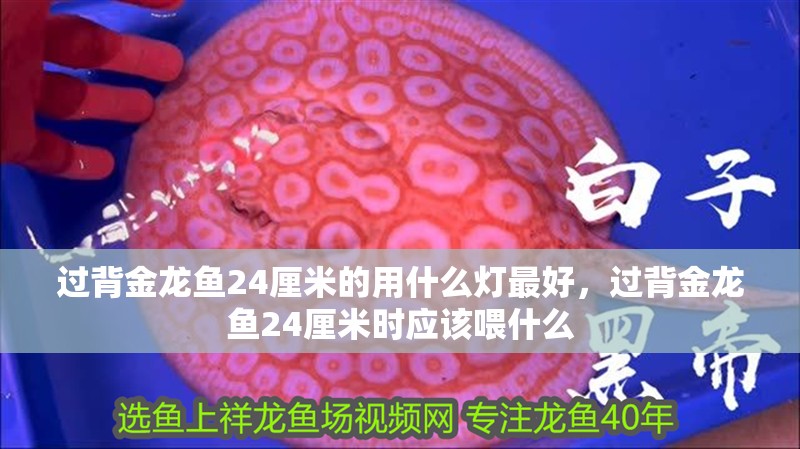 過背金龍魚24厘米的用什么燈最好，過背金龍魚24厘米時應該喂什么