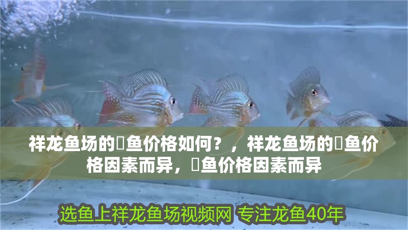 祥龍魚場的魟魚價格如何？，祥龍魚場的魟魚價格因素而異，魟魚價格因素而異