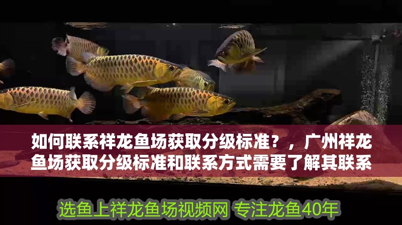 如何聯系祥龍魚場獲取分級標準？，廣州祥龍魚場獲取分級標準和聯系方式需要了解其聯系方式