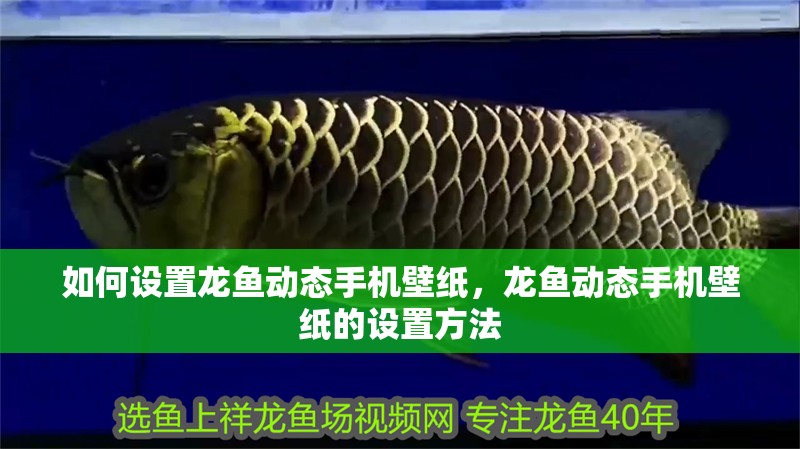 如何設(shè)置龍魚動態(tài)手機壁紙，龍魚動態(tài)手機壁紙的設(shè)置方法