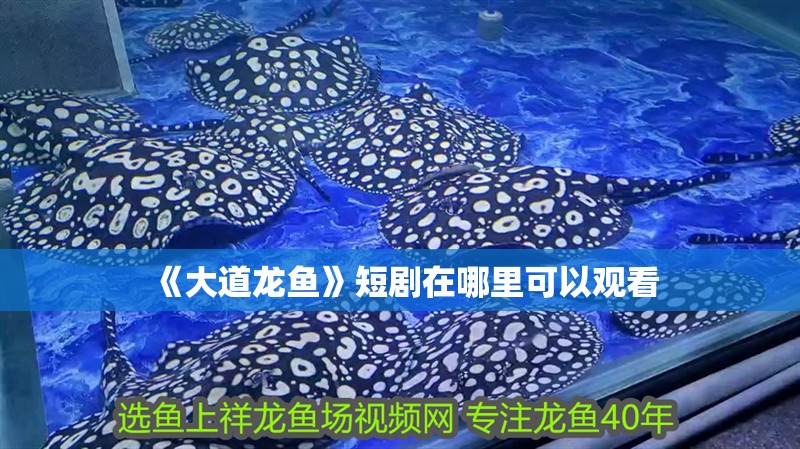 《大道龍魚》短劇在哪里可以觀看
