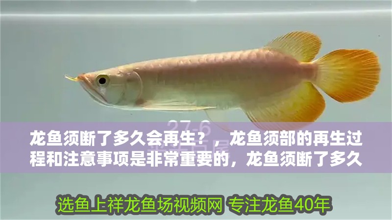 龍魚須斷了多久會再生？，龍魚須部的再生過程和注意事項是非常重要的，龍魚須斷了多久會再生