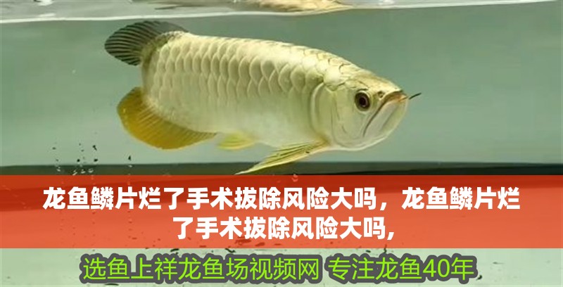 龍魚鱗片爛了手術拔除風險大嗎，龍魚鱗片爛了手術拔除風險大嗎,