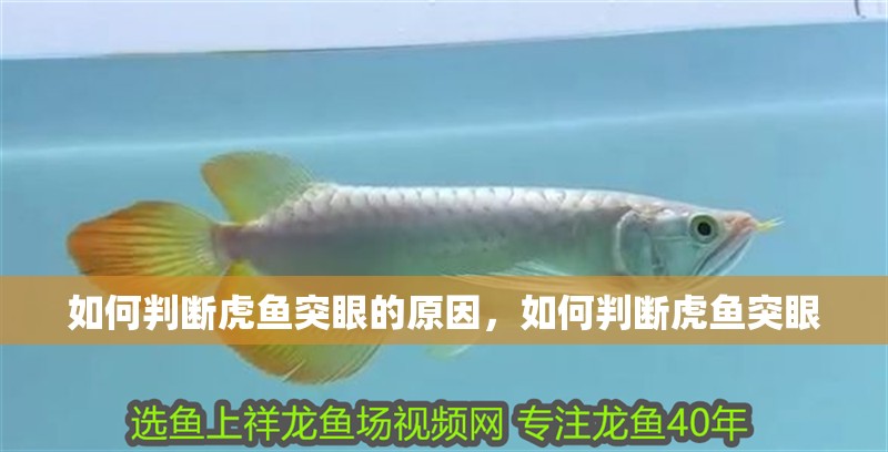 如何判斷虎魚突眼的原因，如何判斷虎魚突眼