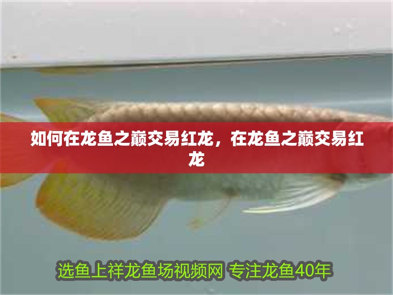 如何在龍魚之巔交易紅龍，在龍魚之巔交易紅龍
