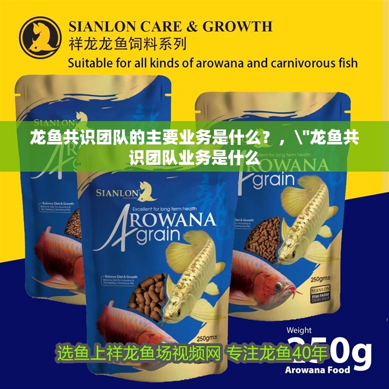 龍魚共識團隊的主要業務是什么？，\