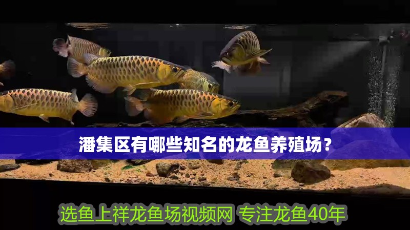 潘集區有哪些知名的龍魚養殖場？
