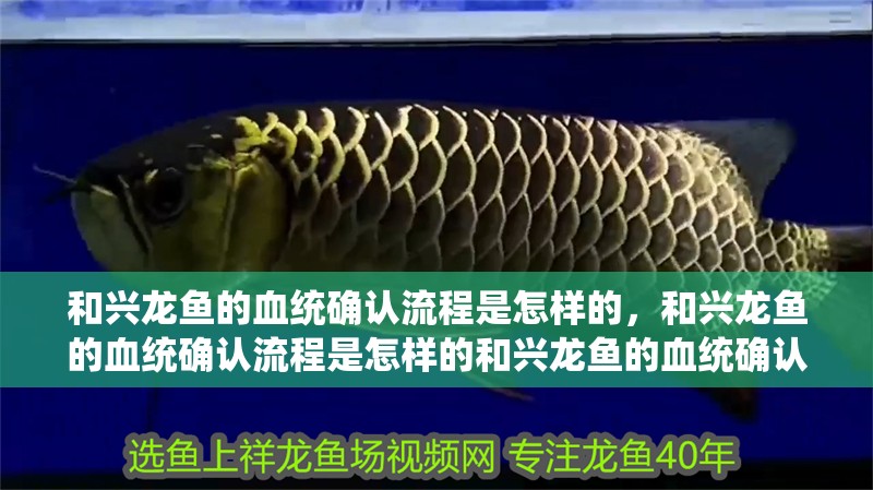 和興龍魚的血統(tǒng)確認(rèn)流程是怎樣的，和興龍魚的血統(tǒng)確認(rèn)流程是怎樣的和興龍魚的血統(tǒng)確認(rèn)流程是怎樣的