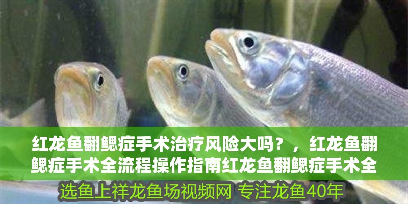紅龍魚翻鰓癥手術(shù)治療風(fēng)險大嗎？，紅龍魚翻鰓癥手術(shù)全流程操作指南紅龍魚翻鰓癥手術(shù)全流程操作指南