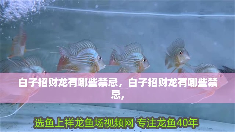 白子招財龍有哪些禁忌，白子招財龍有哪些禁忌,