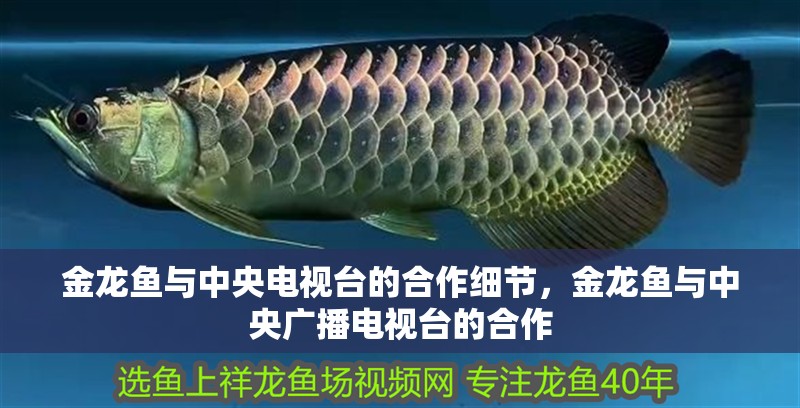 金龍魚與中央電視臺的合作細節，金龍魚與中央廣播電視臺的合作