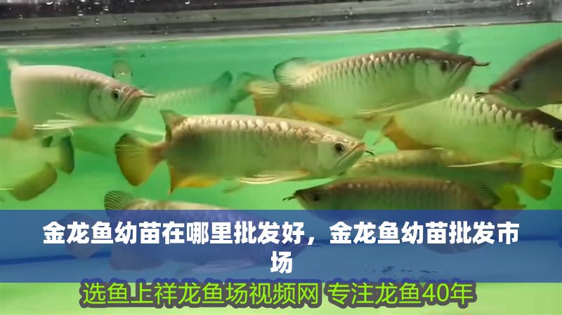 金龍魚幼苗在哪里批發好，金龍魚幼苗批發市場
