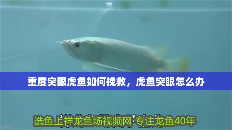 重度突眼虎魚如何挽救，虎魚突眼怎么辦