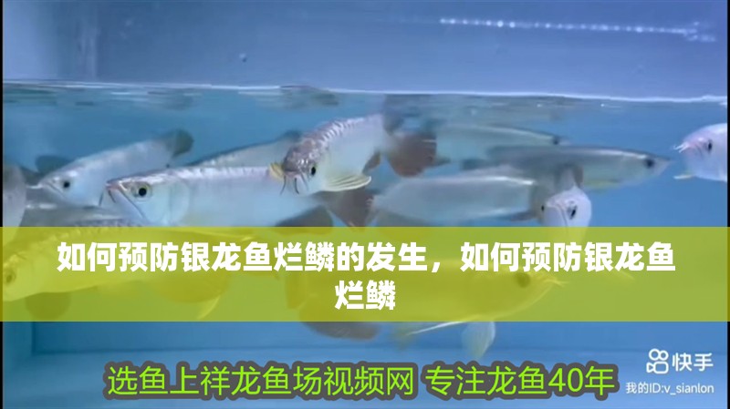 如何預防銀龍魚爛鱗的發生，如何預防銀龍魚爛鱗