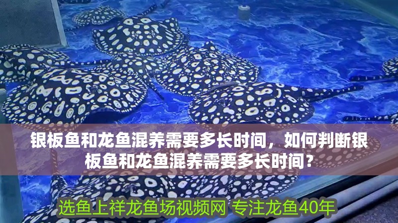 銀板魚和龍魚混養需要多長時間，如何判斷銀板魚和龍魚混養需要多長時間？