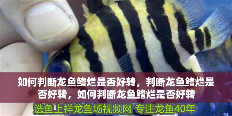 如何判斷龍魚鰭爛是否好轉(zhuǎn)，判斷龍魚鰭爛是否好轉(zhuǎn)，如何判斷龍魚鰭爛是否好轉(zhuǎn)