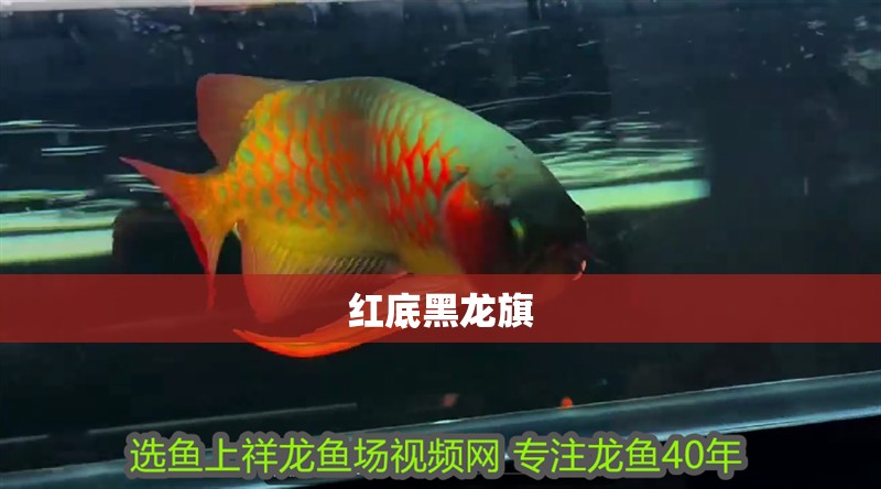 紅底黑龍旗