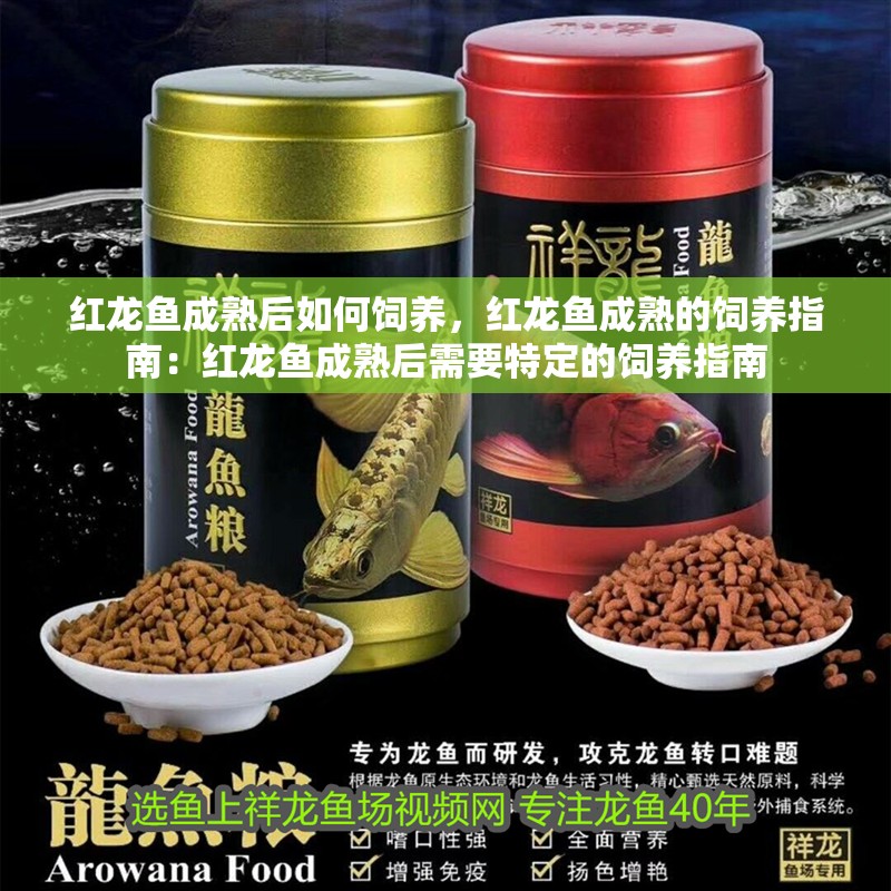 紅龍魚成熟后如何飼養，紅龍魚成熟的飼養指南：紅龍魚成熟后需要特定的飼養指南