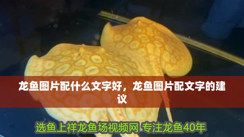龍魚圖片配什么文字好，龍魚圖片配文字的建議