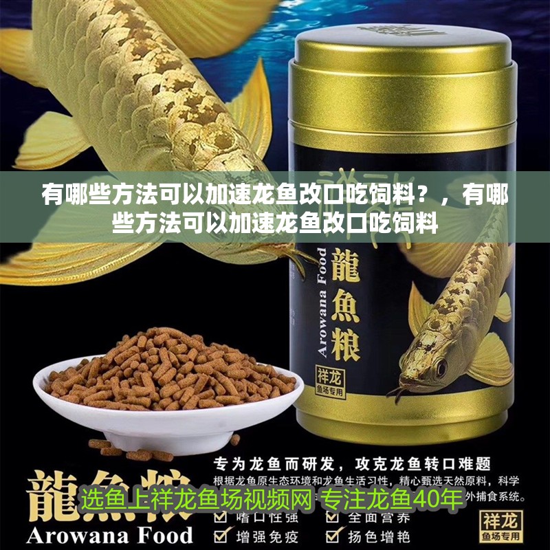 有哪些方法可以加速龍魚改口吃飼料？，有哪些方法可以加速龍魚改口吃飼料