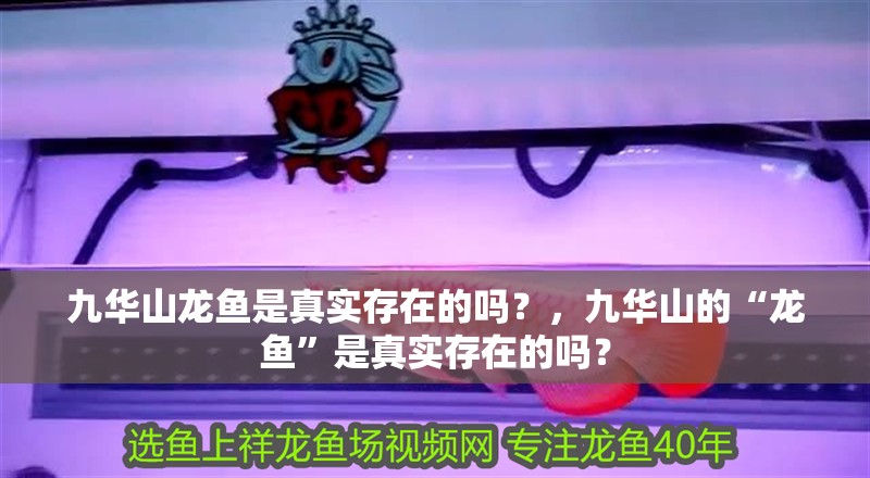 九華山龍魚是真實存在的嗎？，九華山的“龍魚”是真實存在的嗎？