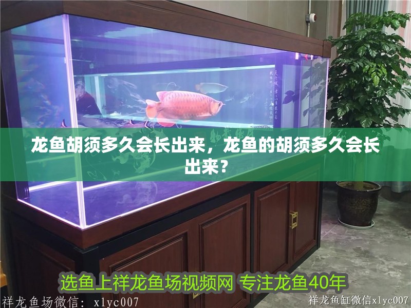 龍魚胡須多久會長出來，龍魚的胡須多久會長出來？