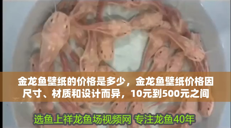 金龍魚壁紙的價格是多少，金龍魚壁紙價格因尺寸、材質和設計而異，10元到500元之間
