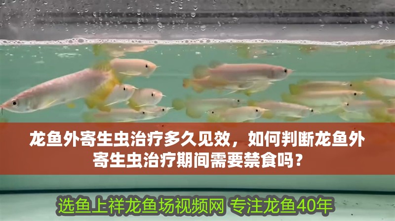 龍魚外寄生蟲治療多久見效，如何判斷龍魚外寄生蟲治療期間需要禁食嗎？
