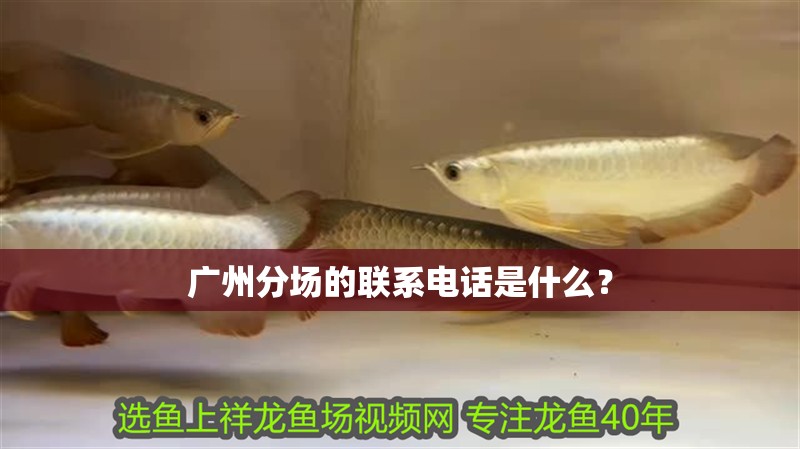 廣州分場的聯系電話是什么？