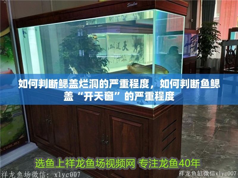 如何判斷鰓蓋爛洞的嚴重程度，如何判斷魚鰓蓋“開天窗”的嚴重程度