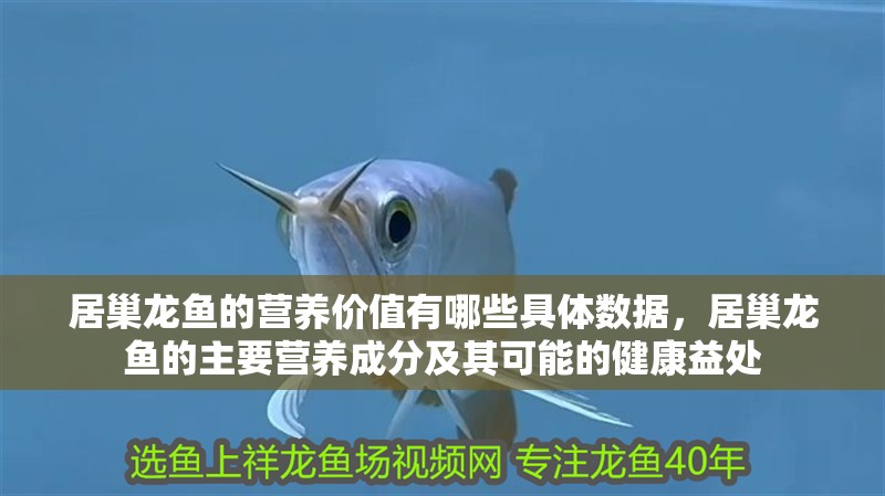居巢龍魚的營養價值有哪些具體數據，居巢龍魚的主要營養成分及其可能的健康益處