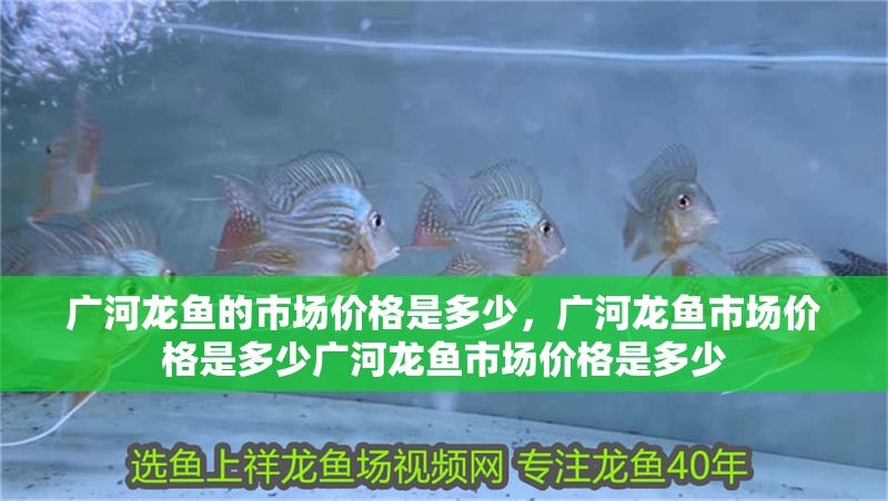 廣河龍魚的市場價格是多少，廣河龍魚市場價格是多少廣河龍魚市場價格是多少