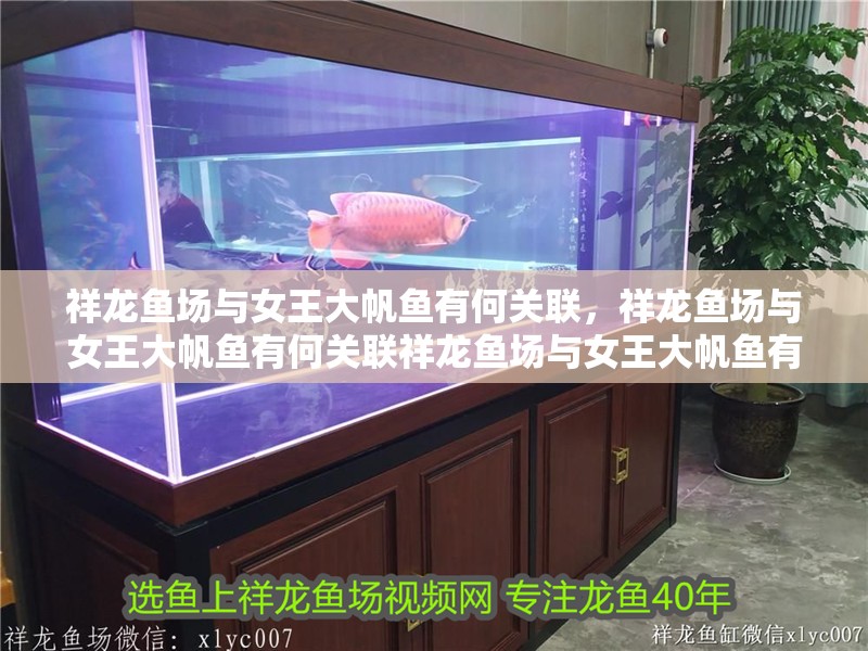 祥龍魚場與女王大帆魚有何關聯，祥龍魚場與女王大帆魚有何關聯祥龍魚場與女王大帆魚有何關聯