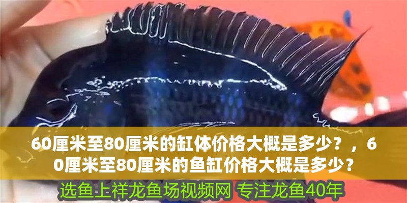 60厘米至80厘米的缸體價格大概是多少？，60厘米至80厘米的魚缸價格大概是多少？