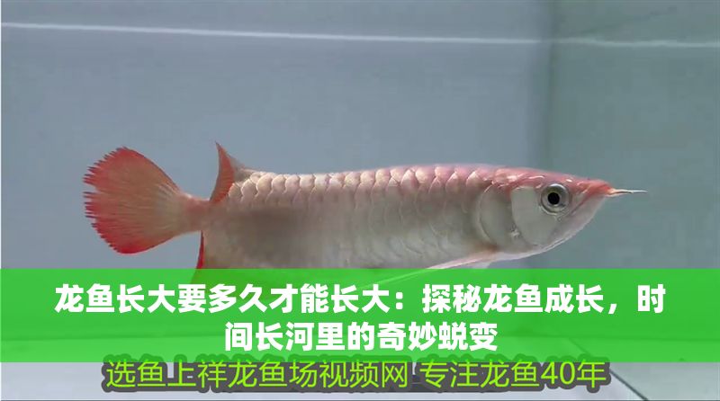 龍魚長大要多久才能長大：探秘龍魚成長，時間長河里的奇妙蛻變