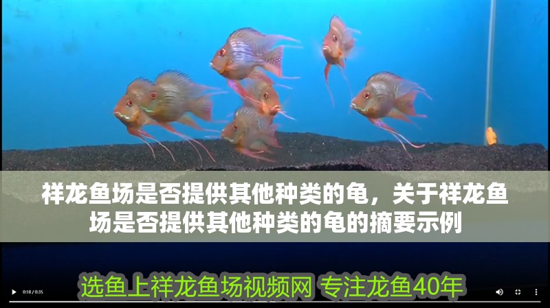 祥龍魚場是否提供其他種類的龜，關于祥龍魚場是否提供其他種類的龜的摘要示例