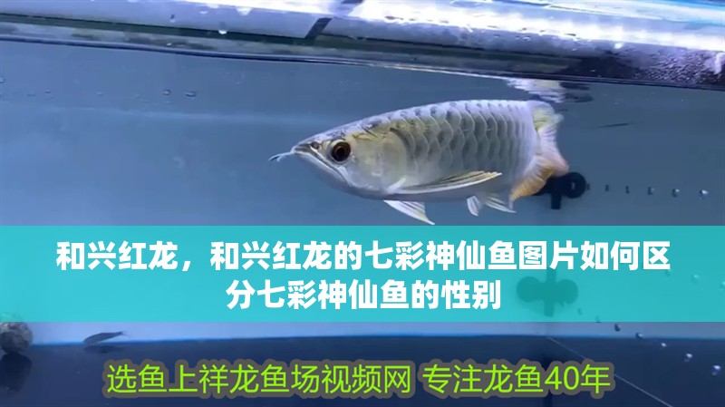 和興紅龍，和興紅龍的七彩神仙魚圖片如何區分七彩神仙魚的性別