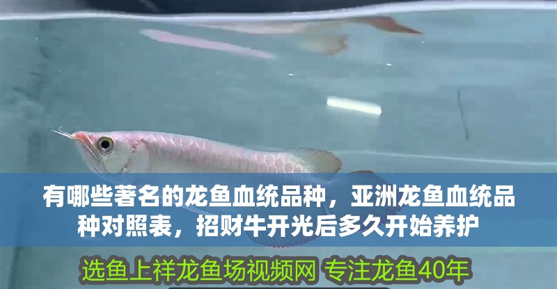 有哪些著名的龍魚血統(tǒng)品種，亞洲龍魚血統(tǒng)品種對(duì)照表，招財(cái)牛開光后多久開始養(yǎng)護(hù)