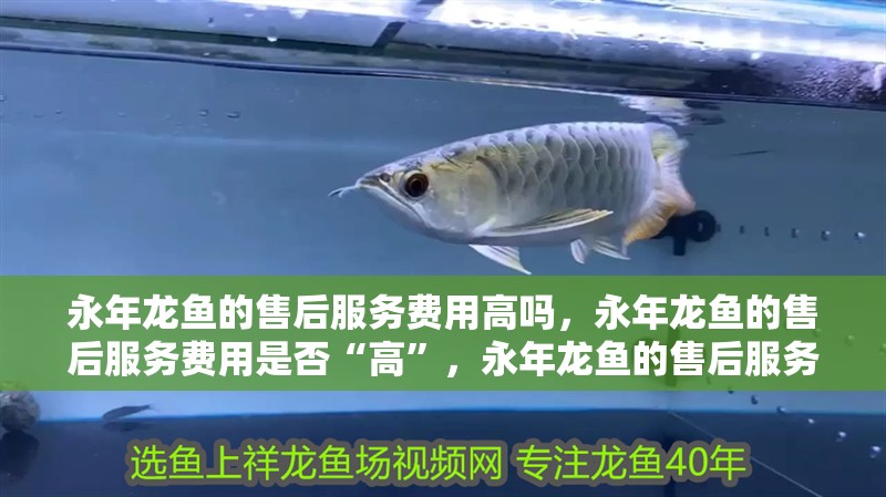 永年龍魚的售后服務費用高嗎，永年龍魚的售后服務費用是否“高”，永年龍魚的售后服務費用高嗎